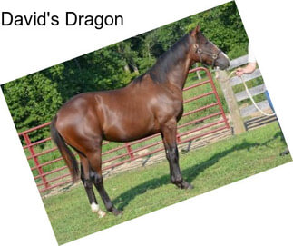 David\'s Dragon