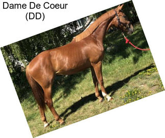 Dame De Coeur (DD)