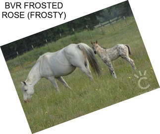 BVR FROSTED ROSE (FROSTY)