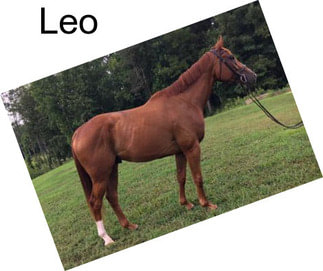 Leo