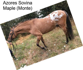 Azores Sovina Maple (Monte)