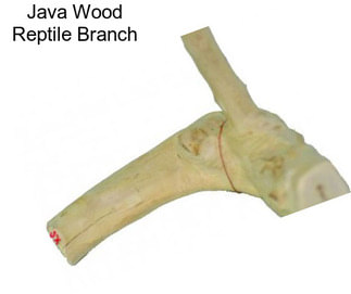 Java Wood Reptile Branch