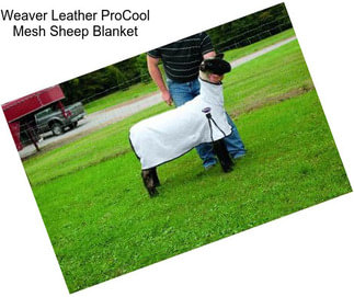 Weaver Leather ProCool Mesh Sheep Blanket