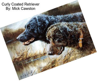 Curly Coated Retriever By: Mick Cawston