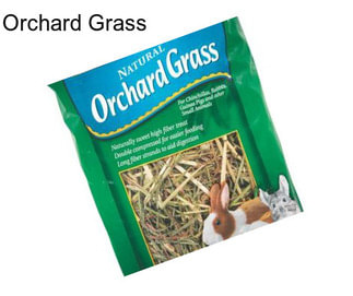 Orchard Grass