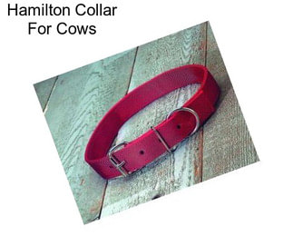 Hamilton Collar For Cows