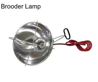 Brooder Lamp