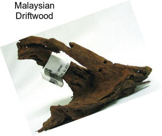 Malaysian Driftwood