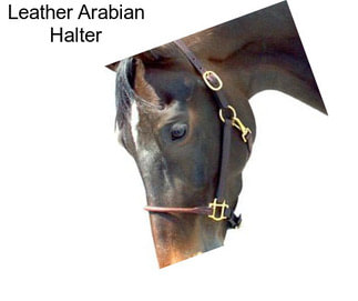 Leather Arabian Halter