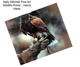 Sally Mitchell Fine Art Wildlife Prints - Harris Hawk