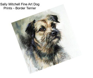 Sally Mitchell Fine Art Dog Prints - Border Terrier