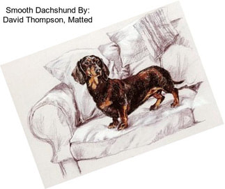 Smooth Dachshund By: David Thompson, Matted