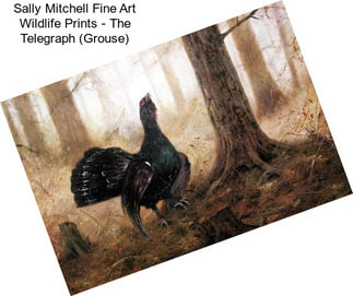 Sally Mitchell Fine Art Wildlife Prints - The Telegraph (Grouse)