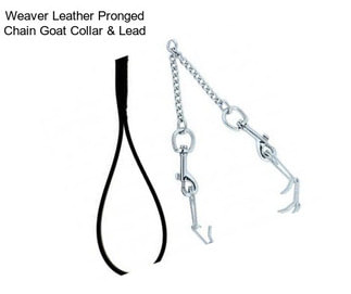 Weaver Leather Pronged Chain Goat Collar & Lead