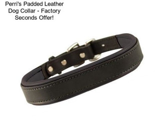 Perri\'s Padded Leather Dog Collar - Factory Seconds Offer!