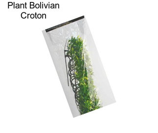 Plant Bolivian Croton