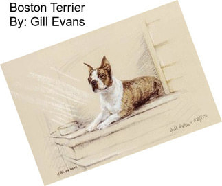 Boston Terrier By: Gill Evans