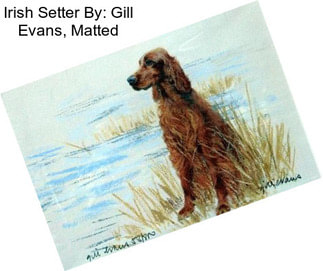 Irish Setter By: Gill Evans, Matted