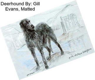 Deerhound By: Gill Evans, Matted
