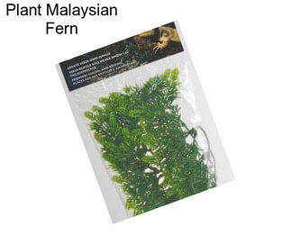 Plant Malaysian Fern