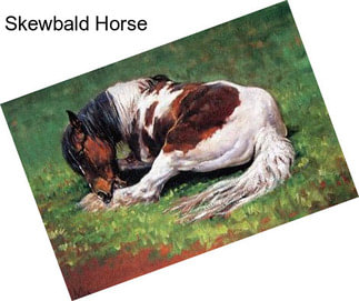 Skewbald Horse