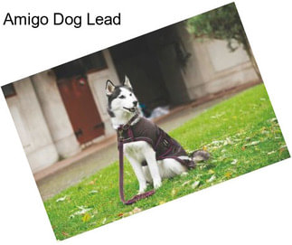 Amigo Dog Lead