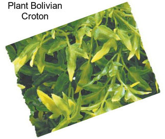 Plant Bolivian Croton