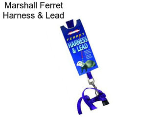 Marshall Ferret Harness & Lead