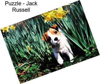 Puzzle - Jack Russell