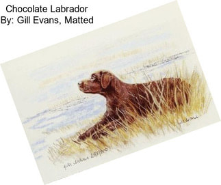 Chocolate Labrador By: Gill Evans, Matted