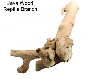 Java Wood Reptile Branch