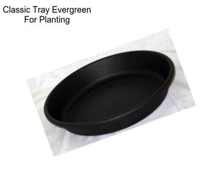 Classic Tray Evergreen For Planting