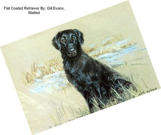 Flat Coated Retriever By: Gill Evans, Matted