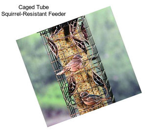 Caged Tube Squirrel-Resistant Feeder