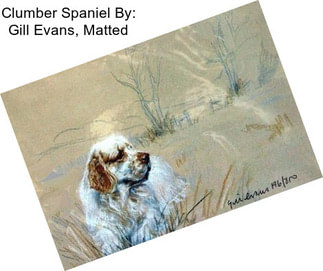 Clumber Spaniel By: Gill Evans, Matted