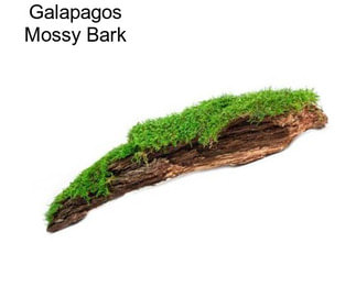 Galapagos Mossy Bark