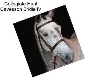 Collegiate Hunt Cavesson Bridle IV