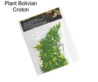 Plant Bolivian Croton