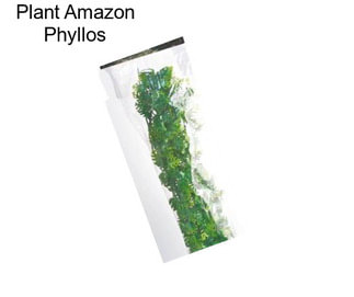 Plant Amazon Phyllos