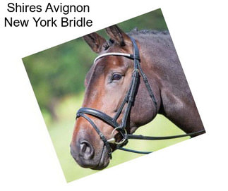 Shires Avignon New York Bridle