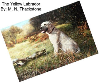 The Yellow Labrador By: M. N. Thackstone