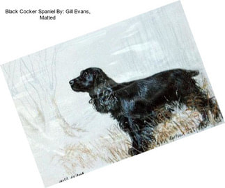 Black Cocker Spaniel By: Gill Evans, Matted