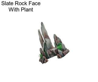 Slate Rock Face With Plant