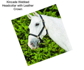 Kincade Webbed Headcollar with Leather Crown