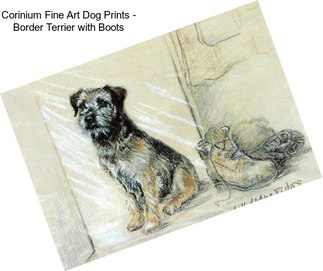 Corinium Fine Art Dog Prints - Border Terrier with Boots