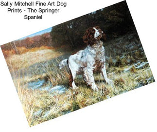 Sally Mitchell Fine Art Dog Prints - The Springer Spaniel