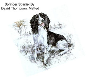 Springer Spaniel By: David Thompson, Matted