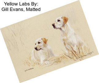 Yellow Labs By: Gill Evans, Matted