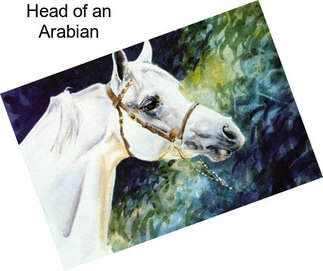 Head of an Arabian