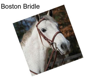 Boston Bridle